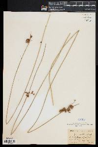 Juncus coriaceus image