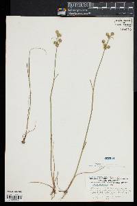 Juncus scirpoides image