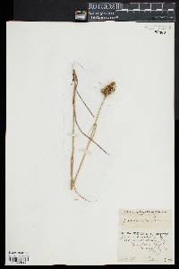 Juncus scirpoides image