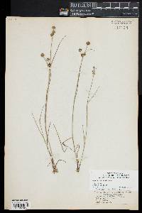 Juncus scirpoides image