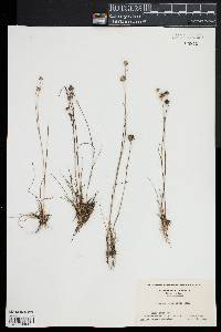 Juncus scirpoides image