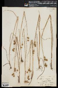 Juncus scirpoides image