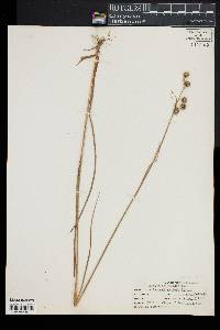 Juncus scirpoides image