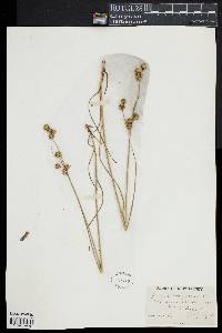 Juncus scirpoides image