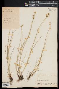 Juncus scirpoides image