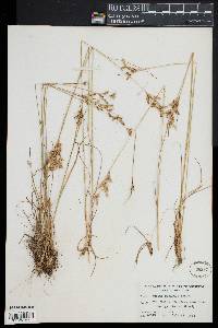 Juncus secundus image