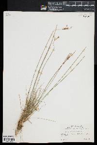 Juncus secundus image