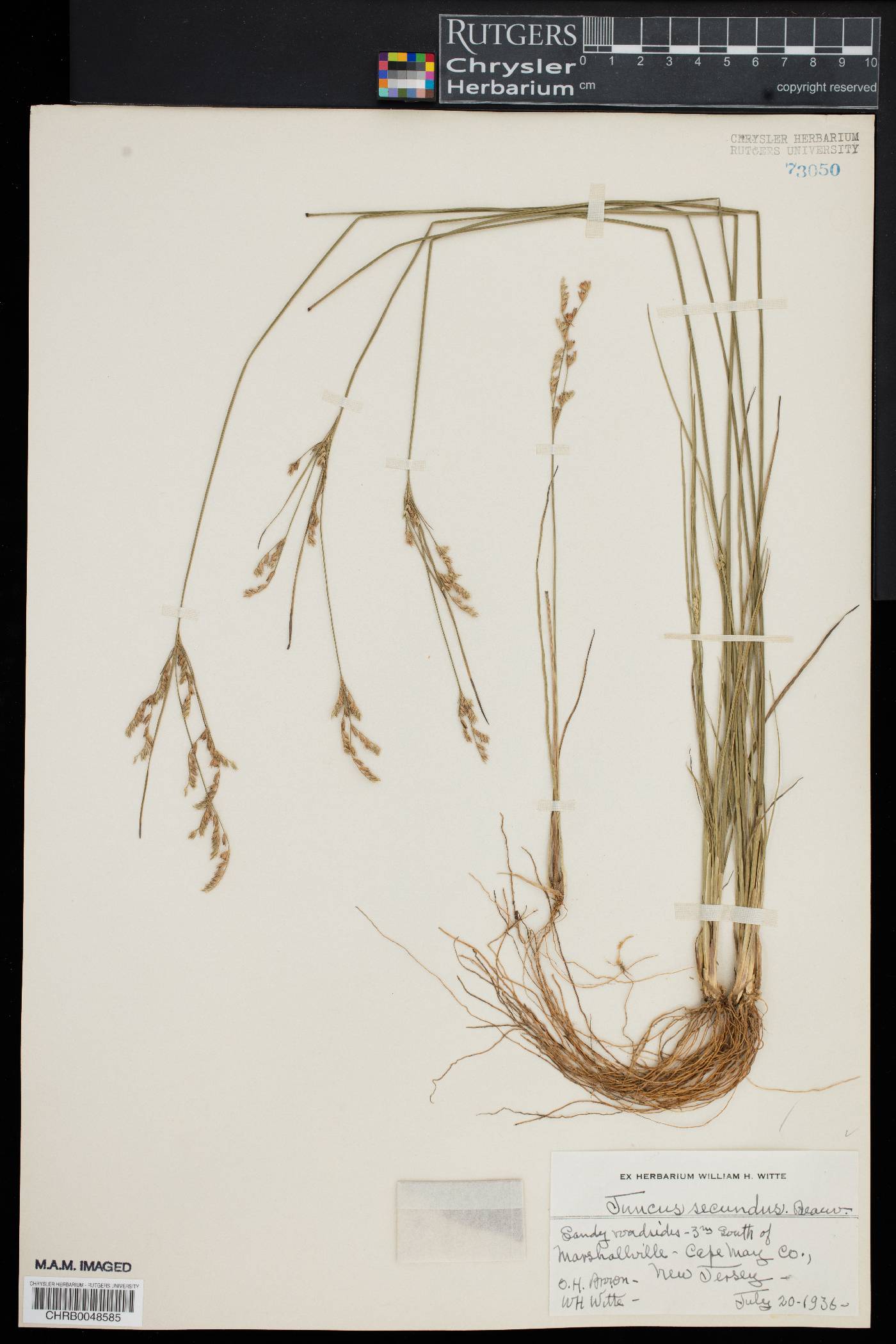 Juncus secundus image