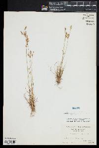 Juncus secundus image