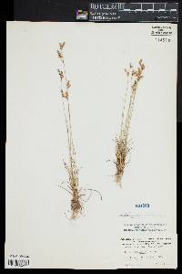 Juncus secundus image