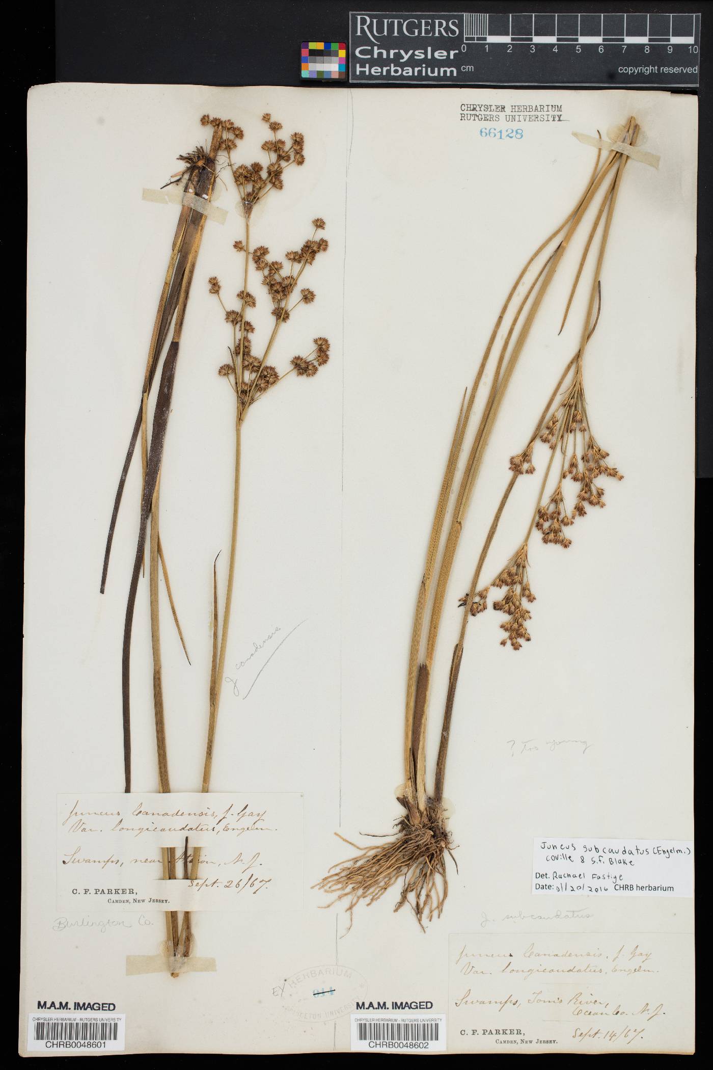 Juncus subcaudatus image