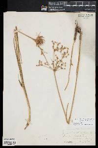 Juncus subcaudatus image