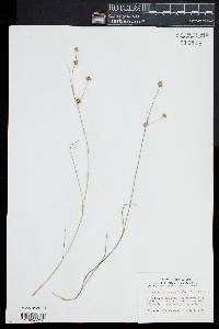 Juncus subcaudatus image