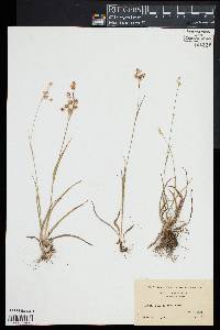 Luzula bulbosa image