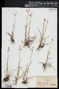 Luzula bulbosa image