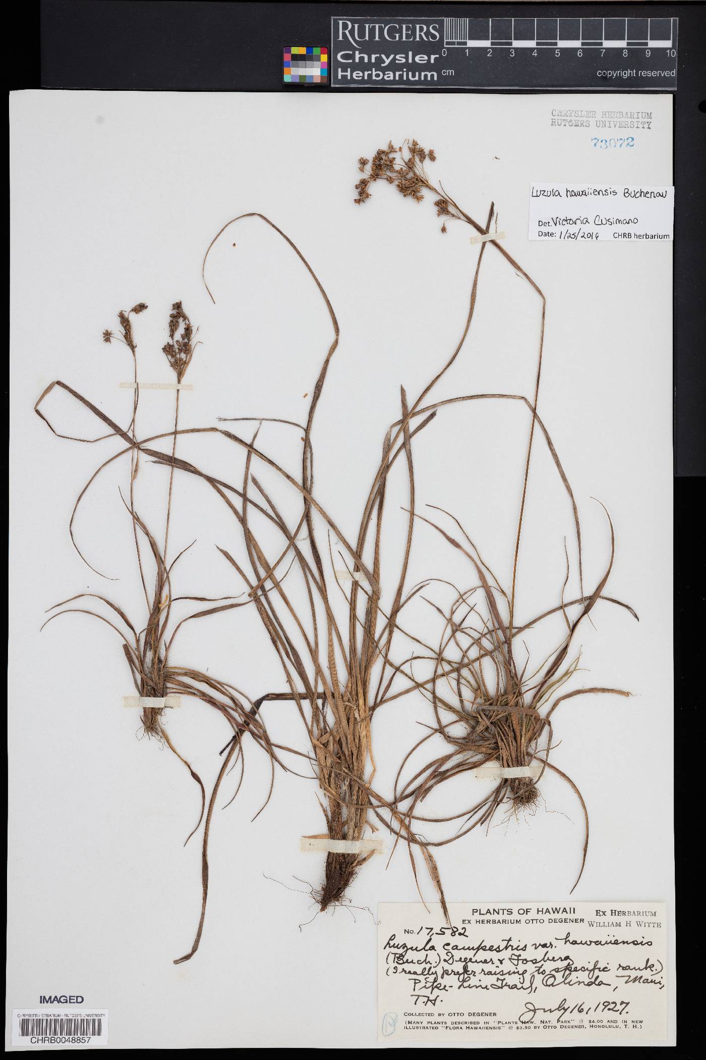 Luzula hawaiiensis image