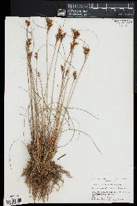 Juncus greenei image