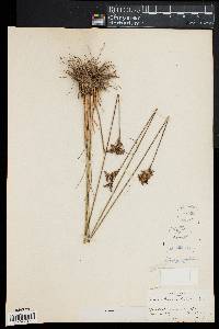 Juncus greenei image