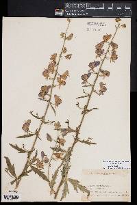 Aconitum columbianum image