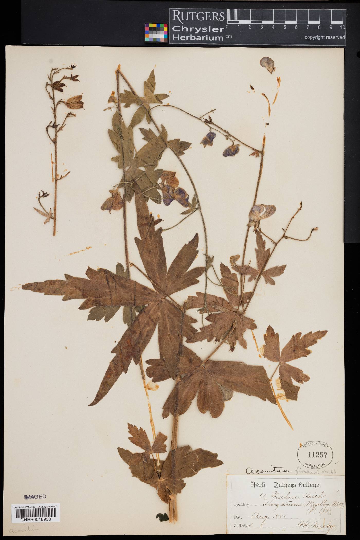 Aconitum fischeri image