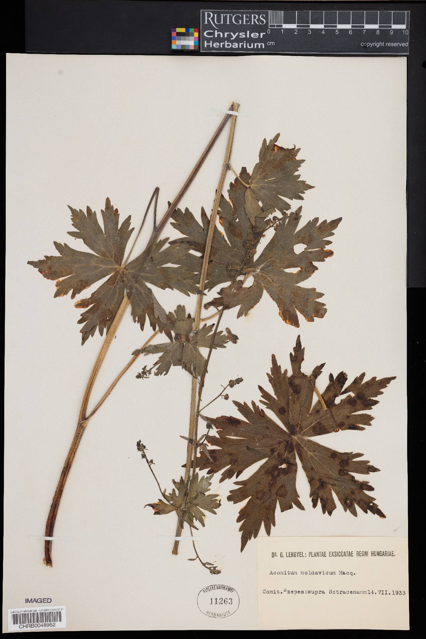 Aconitum lycoctonum subsp. moldavicum image