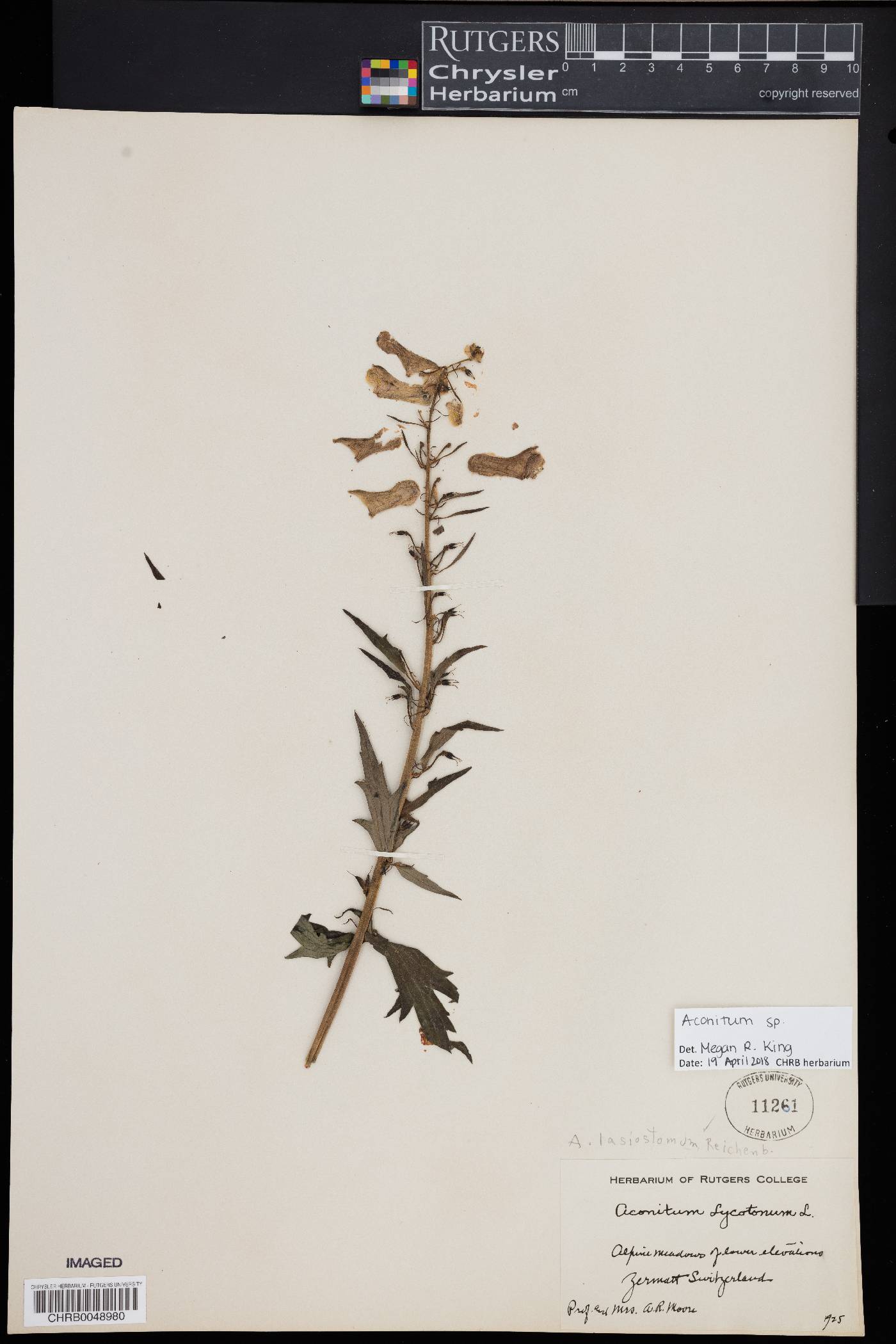 Aconitum lycoctonum image