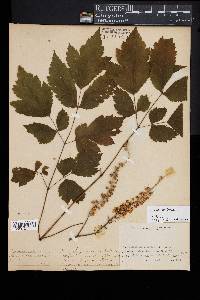 Actaea racemosa image