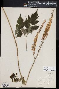 Actaea racemosa image