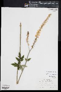 Actaea racemosa image