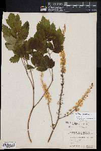 Actaea racemosa image