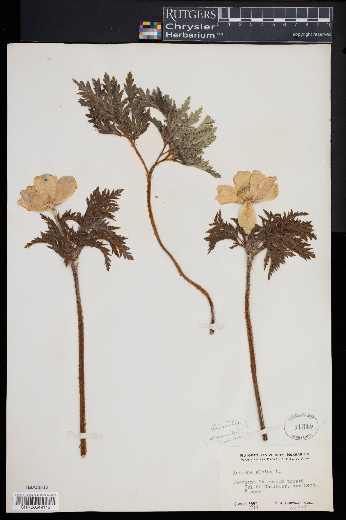 Pulsatilla alpina image