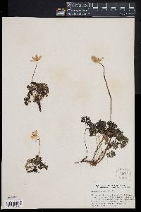 Anemone baldensis image