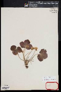 Anemone hepatica image