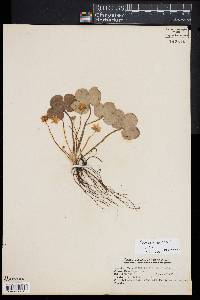 Anemone hepatica image