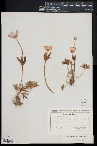 Image of Anemone hortensis