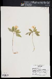 Anemone lancifolia image