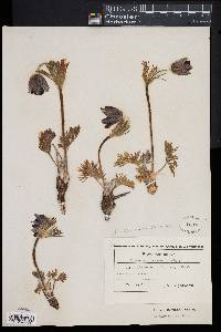 Anemone montana image