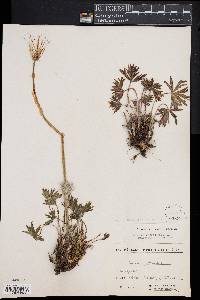 Pulsatilla patens image