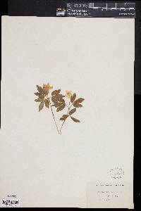 Anemone quinquefolia image