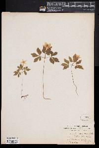 Anemone quinquefolia image