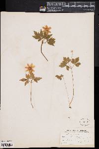 Anemone quinquefolia image