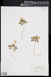 Anemone quinquefolia image