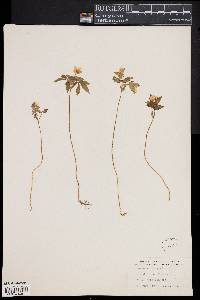 Anemone quinquefolia image