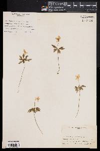 Anemone quinquefolia image