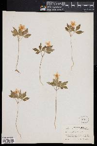 Anemone quinquefolia image