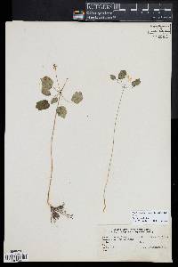 Thalictrum thalictroides image