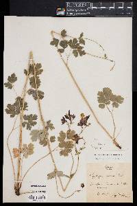 Image of Aquilegia atrata