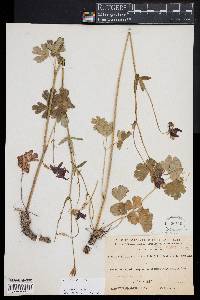 Aquilegia atrata image