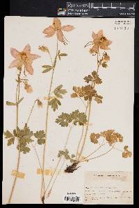 Aquilegia coerulea image