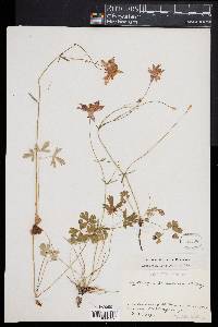 Aquilegia einseleana image